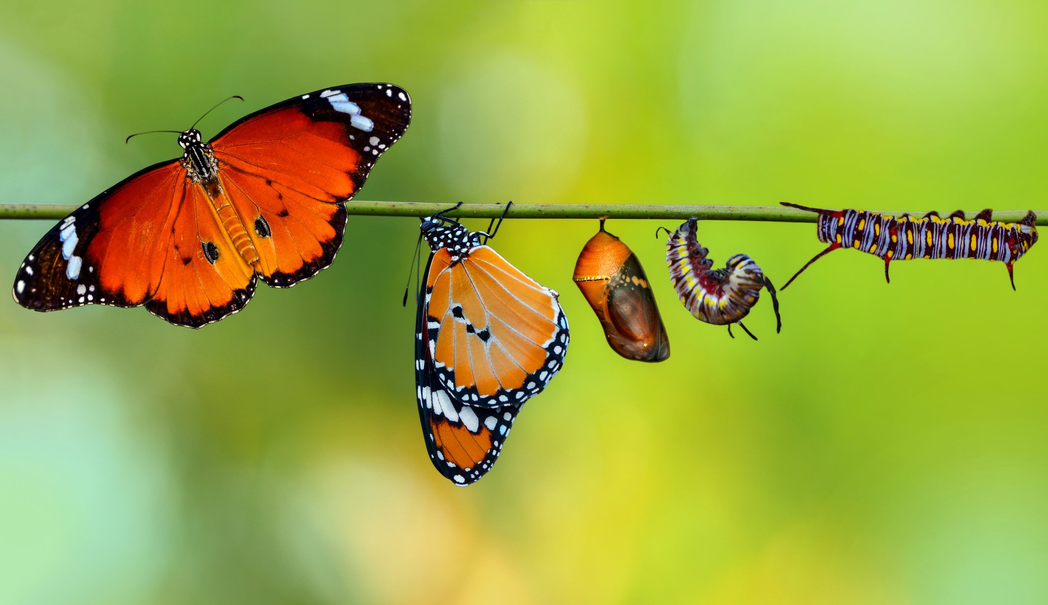 Amazing moment ,Monarch butterfly emerging from its chrysalis